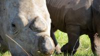 Safari im Kariega Wildreservat