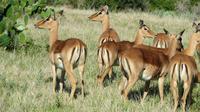 Safari im Kariega Wildreservat