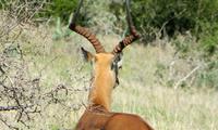 Safari im Kariega Wildreservat