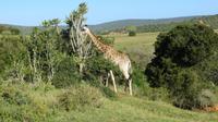 Safari im Kariega Wildreservat