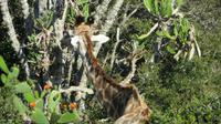 Safari im Kariega Wildreservat