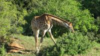 Safari im Kariega Wildreservat