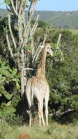 Safari im Kariega Wildreservat