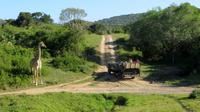 Safari im Kariega Wildreservat
