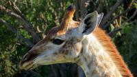 Safari im Kariega Wildreservat