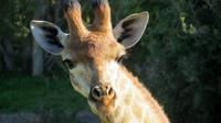 Safari im Kariega Wildreservat