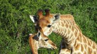 Safari im Kariega Wildreservat