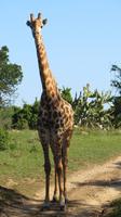 Safari im Kariega Wildreservat
