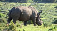 Safari im Kariega Wildreservat