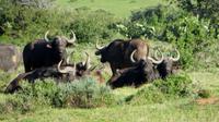 Safari im Kariega Wildreservat