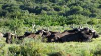 Safari im Kariega Wildreservat