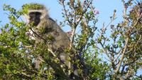 Safari im Kariega Wildreservat