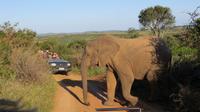 Safari im Kariega Wildreservat