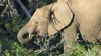 Safari im Kariega Wildreservat