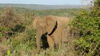 Safari im Kariega Wildreservat