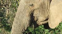 Safari im Kariega Wildreservat