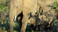 Safari im Kariega Wildreservat