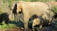 Safari im Kariega Wildreservat