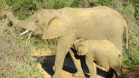 Safari im Kariega Wildreservat
