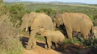 Safari im Kariega Wildreservat