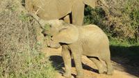 Safari im Kariega Wildreservat