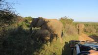 Safari im Kariega Wildreservat