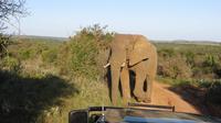 Safari im Kariega Wildreservat