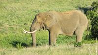 Safari im Kariega Wildreservat