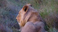 Safari im Kariega Wildreservat