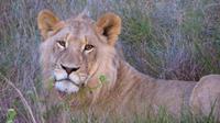 Safari im Kariega Wildreservat