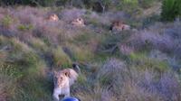 Safari im Kariega Wildreservat