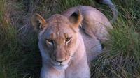 Safari im Kariega Wildreservat