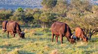 Safari im Kariega Wildreservat
