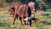 Safari im Kariega Wildreservat