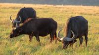 Safari im Kariega Wildreservat