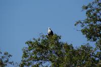 Schreiseeadler