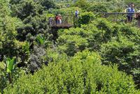 Skywalk in Botanischen Garten Kirstenbosch 