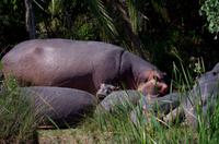 St. Lucia - Bootstour - Hippos, Hippos, Hippos