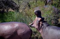 St. Lucia - Bootstour - Hippos, Hippos, Hippos