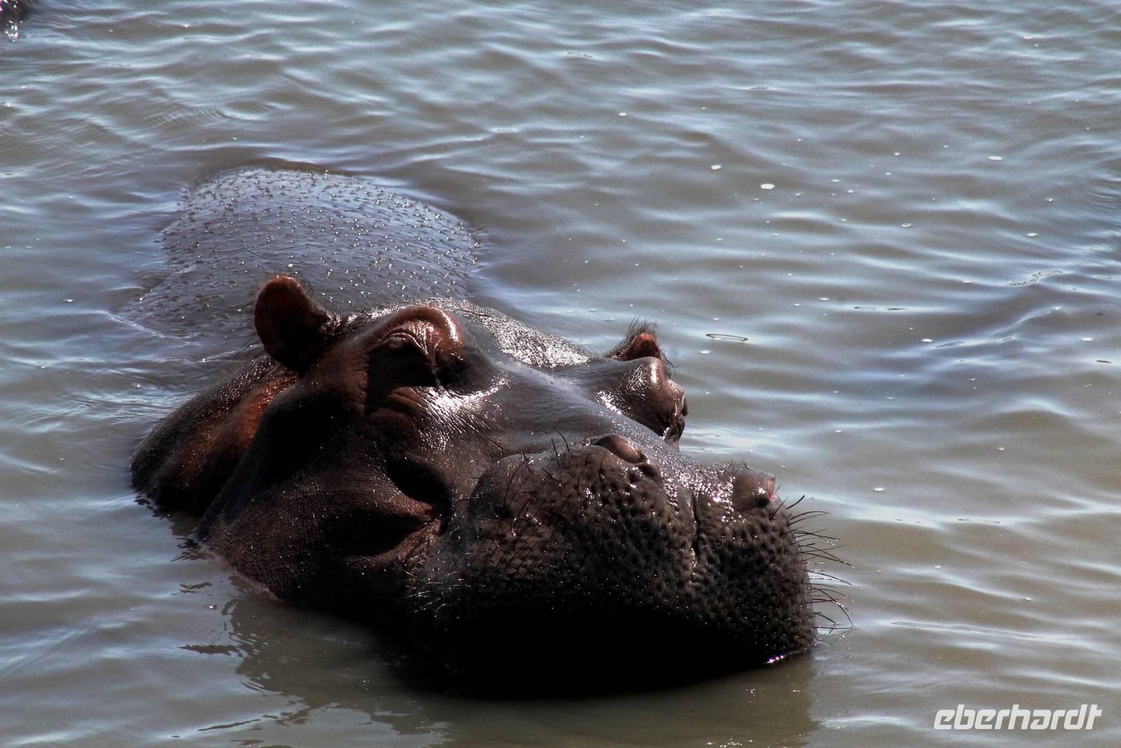 St. Lucia - Hippo