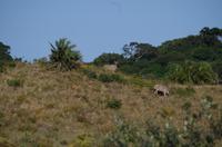 St. Lucia - ISimangaliso Nationalpark