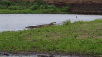 Timbavati - Bush Walk