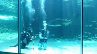 Two Oceans Aquarium Kapstadt