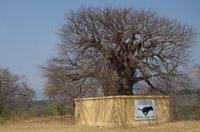 Unterwegs - Baobab