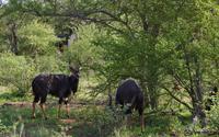 Vierte und letzte Pirschfahrt am Vormittag im Timbavati Naturreservat in Südafrika