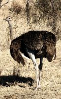 Vogel Strauß läßt sich auch blicken