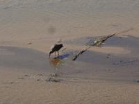 Wasservogel ?
