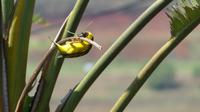 Webervogel beim Nestbau