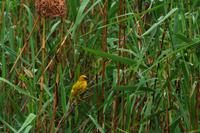 Webervogel