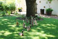 Weingut Boschendal